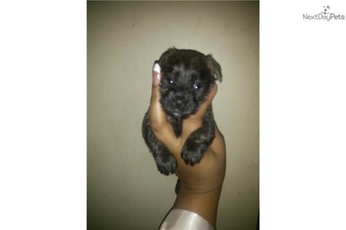 Yorkie Mix for Sale!!! (Female Girl)