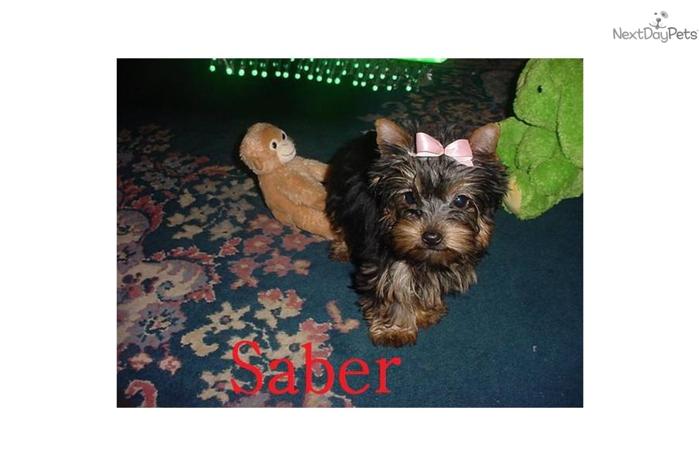 Yorkie T.Cup Male