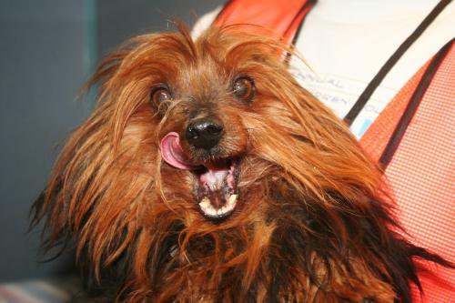 Yorkshire Terrier Yorkie: An adoptable dog in Bowling Green, KY