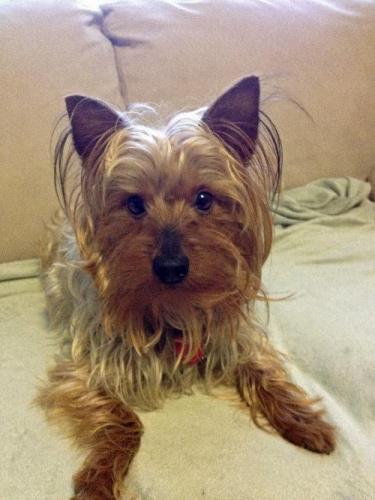 Yorkshire Terrier Yorkie: An adoptable dog in Wichita, KS