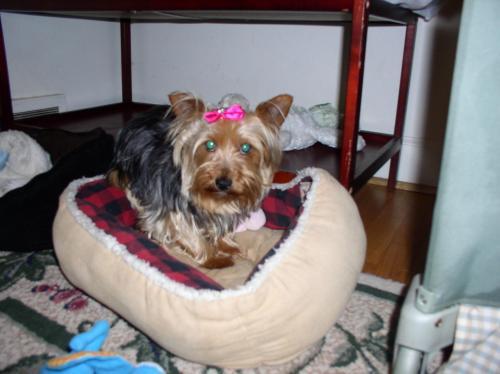 Yorkshire Terrier Yorkie: An adoptable dog in Winston Salem, NC