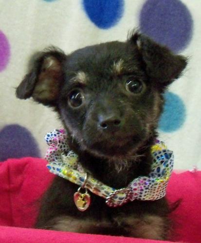 Yorkshire Terrier Yorkie/Chihuahua Mix: An adoptable dog in Redding, CA