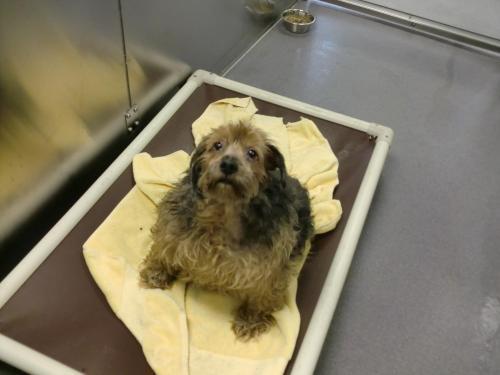 Yorkshire Terrier Yorkie/Cocker Spaniel Mix: An adoptable dog in Baltimore, MD