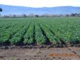 0 Roblar Avenue, Santa Ynez
Broker Ref: 13-3662
Certified organic farmland. Currently row crop farming, under lease until April 2014. Contact agent for details. Great potential vineyard/winery location, Hwy 154, Roblar and Edison Street exposure . Two