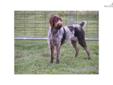 Price: $400
This advertiser is not a subscribing member and asks that you upgrade to view the complete puppy profile for this German Wirehaired Pointer, and to view contact information for the advertiser. Upgrade today to receive unlimited access to