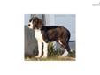 Price: $1000
This little man is very handsome. He is very affectionate and loves to get as much attention as possible. His sire is an European import from champion bloodlines. His mom is out of European imports from champion lines. All the puppies are