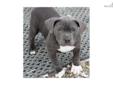 Price: $450
This male pup is 12 weeks old. He is solid blue with an excellent head and great bone. he is going to be extreme bully. UKC and ABKC registered. All puppy shots and wormed. This is a great pup. Parents are on site. website is