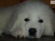Price: $650
All white male puppy for sale, one of a litter of 5 males and 4 females. Mom and Dad are on site. Dad is from champion show stock (his dad was the #6 Pyr in the country at one point). Mom was raised as a working dog but certainly could have