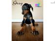 Price: $1200
Females are $1200 See website for the rest of the puppy prices. AKC Doberman puppies are here!! visit our website at: www.mycartoonpets.com and pick your puppy. Now taking deposits to reserve your new baby. If you are looking to buy that