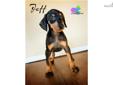 Price: $1200
Females $1200 See website for the rest of the puppy prices. AKC Doberman puppies are here!! visit our website at: www.mycartoonpets.com and pick your puppy. Now taking deposits to reserve your new baby. If you are looking to buy that special