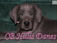 Price: $2000
~Pending~ Lady Kashmir ~ Arrived 12/21/12 - We currently are accepting deposits on this AMAZING SOLID BLUE/SOLID BLUE pairing. ~~ This is an amazing ~ outstanding litter ~ Upcoming litter for Lexis x Brody Winter 2012 ~~ When we breed we