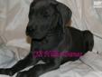Price: $2000
PENDING ~~ Lady Sophia ~ Arrived 12/21/12 - We currently are accepting deposits on this AMAZING SOLID BLUE/SOLID BLUE pairing. ~~ This is an amazing ~ outstanding litter ~ Upcoming litter for Lexis x Brody Winter 2012 ~~ When we breed we