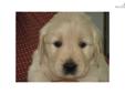 Price: $1250
This advertiser is not a subscribing member and asks that you upgrade to view the complete puppy profile for this Golden Retriever, and to view contact information for the advertiser. Upgrade today to receive unlimited access to