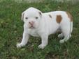 Price: $850
*** SOLD *** Our only girl in the litter is a sweetheart! She is white with tan markings. NKC registration. We can ship for an additional cost of approx $250(flight & kennel). More pics can seen of him & his litter-mates on our Facebook page,