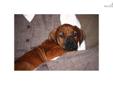 Price: $950
This advertiser is not a subscribing member and asks that you upgrade to view the complete puppy profile for this Rhodesian Ridgeback, and to view contact information for the advertiser. Upgrade today to receive unlimited access to