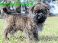 Price: $950
WE HAVE PUPPIES AVAILABLE NOW BUT THEY ARE BEING ADOPTED QUICKLY AS CHRISTMAS IS COMING! YOU CAN VISIT OUR WEBSITE AT WWW.CAIRNTERRIERCREEK.COM OR CALL US AT (352) 474 0340 ALL OF OUR BREEDING DOGS HAVE SOME LEVEL OF CHAMPIONS AS WE ARE