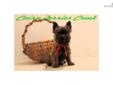 Price: $900
This advertiser is not a subscribing member and asks that you upgrade to view the complete puppy profile for this Cairn Terrier, and to view contact information for the advertiser. Upgrade today to receive unlimited access to NextDayPets.com.