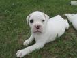 Price: $850
This little guy is mostly white with a ring around his eye. He is a playful, fun fellow. Shipping is available for $250.00 (flight & crate). More pictures can be seen on our facebook page @ Triner's American Bulldogs. If you have any