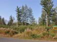 3 Buildable Parcels in one. In the Beautiful Countryside - Owner will finance! MOTIVATED!!!
Location: Clatskanie, OR
These parcels passed the template test and have been approved for a home. These parcels are level to gentle slopes with a year round creek