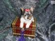 Price: $2300
Von Haus is a uber tincy tiny micro puppy that will be about- 3 3.5lbs as an adult. He will be shipped via pet nanny sitting on his/her lap the whole way and delivered by hand. Him Mommy is Karisma and Karisma's Daddy ~ is the famous