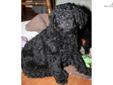 Price: $700
This advertiser is not a subscribing member and asks that you upgrade to view the complete puppy profile for this Labradoodle, and to view contact information for the advertiser. Upgrade today to receive unlimited access to NextDayPets.com.