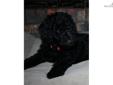Price: $700
This advertiser is not a subscribing member and asks that you upgrade to view the complete puppy profile for this Labradoodle, and to view contact information for the advertiser. Upgrade today to receive unlimited access to NextDayPets.com.
