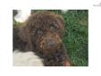 Price: $1500
This advertiser is not a subscribing member and asks that you upgrade to view the complete puppy profile for this Labradoodle, and to view contact information for the advertiser. Upgrade today to receive unlimited access to NextDayPets.com.