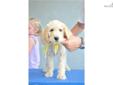 Price: $1800
This advertiser is not a subscribing member and asks that you upgrade to view the complete puppy profile for this Labradoodle, and to view contact information for the advertiser. Upgrade today to receive unlimited access to NextDayPets.com.