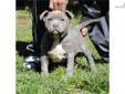 Price: $2000
This bad female is thick all the way around she has it all. A 3x Kanye female!!!!!! www.zulloukennels.com 256-651-2122 256-621-2173
Source: http://www.nextdaypets.com/directory/dogs/e55a53d3-e561.aspx