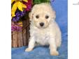 Price: $400
www.KingdomDogs.com The Cockapoo designer breed, also known as a hybrid, is the perfect combination of style, intelligence and affection. The poodle passes on its incredible intelligence and its non shedding coat. The poodle also has very