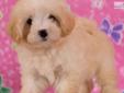 Price: $500
Our puppies come with current vaccinations, (which mean they have at least one shots and will need additional ones given by your vet), they also come with current dewormings for 6 types of parasites (roundworms, hookworms, Whipworms,