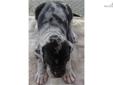 Price: $800
This advertiser is not a subscribing member and asks that you upgrade to view the complete puppy profile for this Great Dane, and to view contact information for the advertiser. Upgrade today to receive unlimited access to NextDayPets.com.