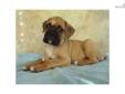 Price: $1500
This advertiser is not a subscribing member and asks that you upgrade to view the complete puppy profile for this Boxer, and to view contact information for the advertiser. Upgrade today to receive unlimited access to NextDayPets.com. Your