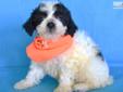 Price: $600
NEUTERED OR SPAYED...ALL OF OUR PUPS ARE FIXED BEFORE THEY LEAVE THE FARM...Shih Tzu and Bichon Mix called Shichons, Zuchon or Teddy Bears. Mom is a small Shih Tzu purebred about 10 pounds .registered AKC, ACA, APR and Dad is a pure white