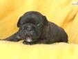Price: $1800
Father is the Famous Gizzmo Stud in Frazier, Michigan--French Bulldog. Mother is Ivy--Her father is 100% French Bulldog out of Iowa. Ivy's Mother is 100% English bulldog. Ivy weighs 38 pounds as a 5 year old adult, very sweet--anyone can get