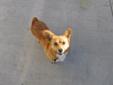 Price: $65
This advertiser is not a subscribing member and asks that you upgrade to view the complete puppy profile for this Welsh Corgi, Pembroke, and to view contact information for the advertiser. Upgrade today to receive unlimited access to