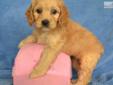 Price: $800
www.KingdomDogs.com The Cockapoo designer breed, also known as a hybrid, is the perfect combination of style, intelligence and affection. The poodle passes on its incredible intelligence and its non shedding coat. The poodle also has very