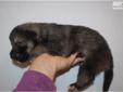 Price: $800
Little Frankie is a wolf hybrid and a loving puppy. He is from a litter of 5 puppies. He will be 90% potty trained by the time of adoption. www.rightpuppykennel.com. * Lifetime Health Guarantee * Raised in Loving Family Home * Potty Trained *