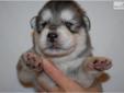 Price: $800
Little Kota is a wolf hybrid and a loving puppy. He is from a litter of 5 puppies. He will be 90% potty trained by the time of adoption. www.rightpuppykennel.com. * Lifetime Health Guarantee * Raised in Loving Family Home * Potty Trained *