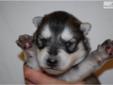 Price: $800
Little Max is a wolf hybrid and a loving puppy. He is from a litter of 5 puppies. He will be 90% potty trained by the time of adoption. www.rightpuppykennel.com. * Lifetime Health Guarantee * Raised in Loving Family Home * Potty Trained *