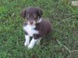 Price: $750
This advertiser is not a subscribing member and asks that you upgrade to view the complete puppy profile for this Australian Shepherd, and to view contact information for the advertiser. Upgrade today to receive unlimited access to