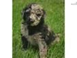 Price: $1050
This wonderful pup has been Vet checked and is up to date on all shots. she has been heavily socialized with children and other dogs and has had no problems. Mother is a 40 lb Aussie doodle on site and I can provide AKC registration and