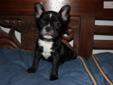 Price: $1800
This advertiser is not a subscribing member and asks that you upgrade to view the complete puppy profile for this French Bulldog, and to view contact information for the advertiser. Upgrade today to receive unlimited access to