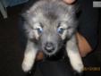 Price: $700
Keeshond puppies for sale. THE BEST DOG YOU WILL EVER OWN!!!!!!! PUREBREED A.C.A. Registered Keeshond Puppies for SALE!!!! 8 weeks old 8 Male & 4 Female Parents Registered A.C.A. Male Chewbacca & A.K.C. Female Princess Leia 1st Shots DONE!