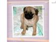 Price: $1350
This advertiser is not a subscribing member and asks that you upgrade to view the complete puppy profile for this Pug, and to view contact information for the advertiser. Upgrade today to receive unlimited access to NextDayPets.com. Your