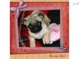 Price: $1350
This advertiser is not a subscribing member and asks that you upgrade to view the complete puppy profile for this Pug, and to view contact information for the advertiser. Upgrade today to receive unlimited access to NextDayPets.com. Your
