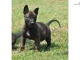 Price: $800
This advertiser is not a subscribing member and asks that you upgrade to view the complete puppy profile for this Dutch Shepherd, and to view contact information for the advertiser. Upgrade today to receive unlimited access to NextDayPets.com.
