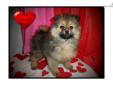 Price: $400
This advertiser is not a subscribing member and asks that you upgrade to view the complete puppy profile for this Pomeranian, and to view contact information for the advertiser. Upgrade today to receive unlimited access to NextDayPets.com.