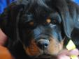 Price: $1800
A.K.C. ROTTWEILER PUPPy FOR SALE IN MICHIGAN. ALL EUROPEAN BLOOD LINES. GENTRY CREEKS INCOGNITO X BRUIN VOM EXTREME.PUPPIES BORN 1-14-13 READY TO GO HOME 3-11-13. TAILS DOCKED AND DEW CLAWS REMOVED, WILL BE UP TO DATE ON SHOTS AND WORMINGS.