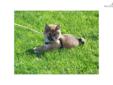 Price: $1200
This advertiser is not a subscribing member and asks that you upgrade to view the complete puppy profile for this Shiba Inu, and to view contact information for the advertiser. Upgrade today to receive unlimited access to NextDayPets.com.
